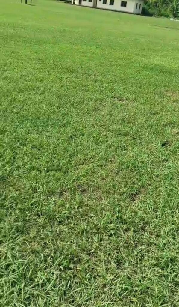 Well-maintained public green space following environmental maintenance.
